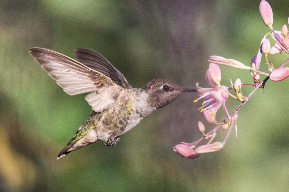 Anna's Hummingbird