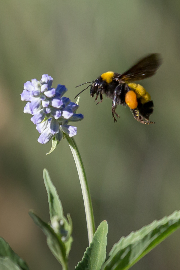 Busy Bee