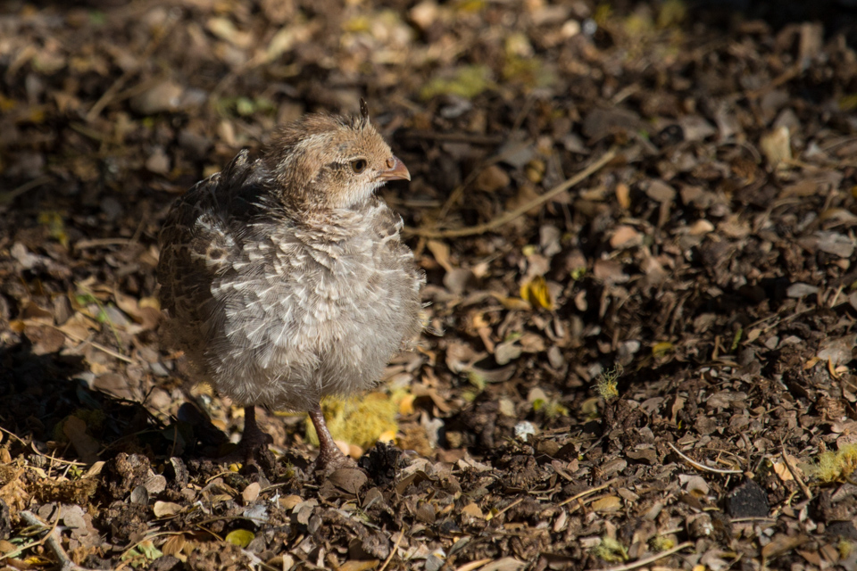 All Fluffed Up