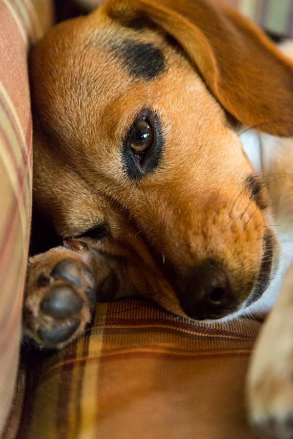 Resting; Beagle