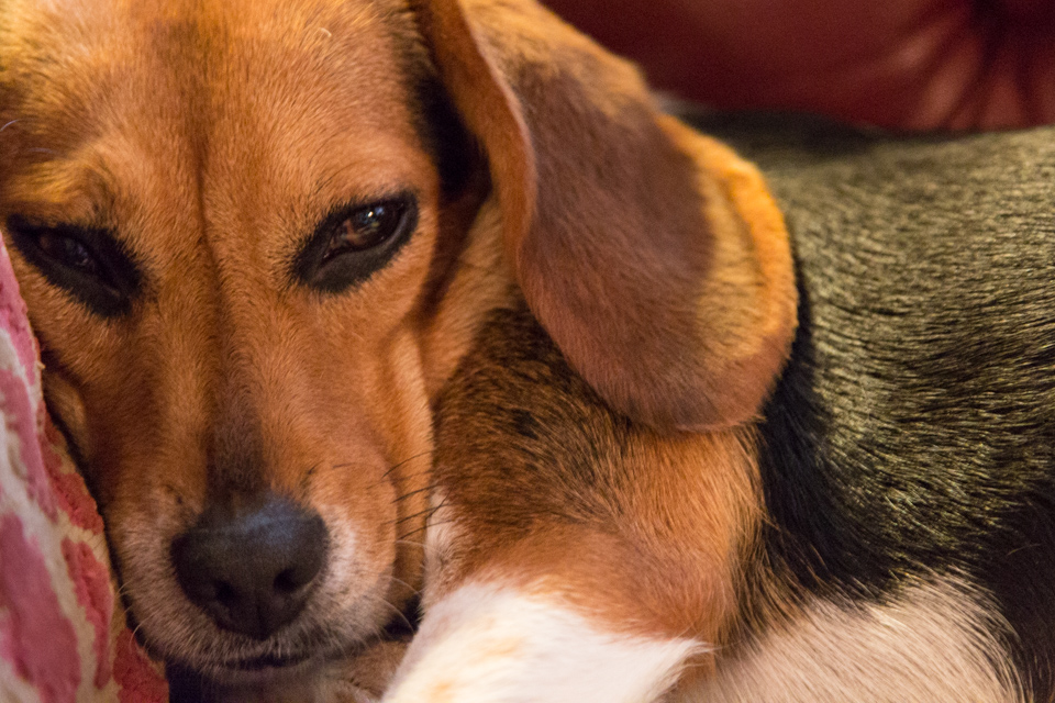 Cute Beagle