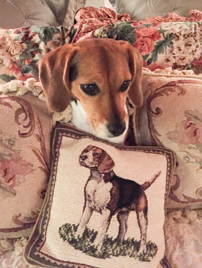 Pillow Beagle