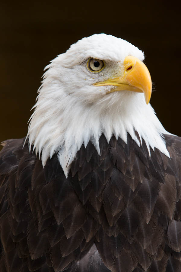 Proud Bird
