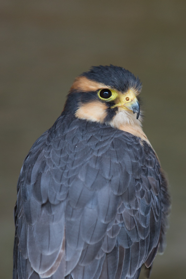 Aplomado Falcon