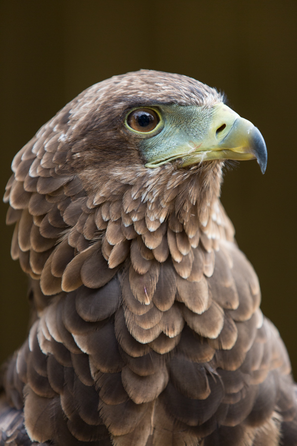 Bateleur Eagle
