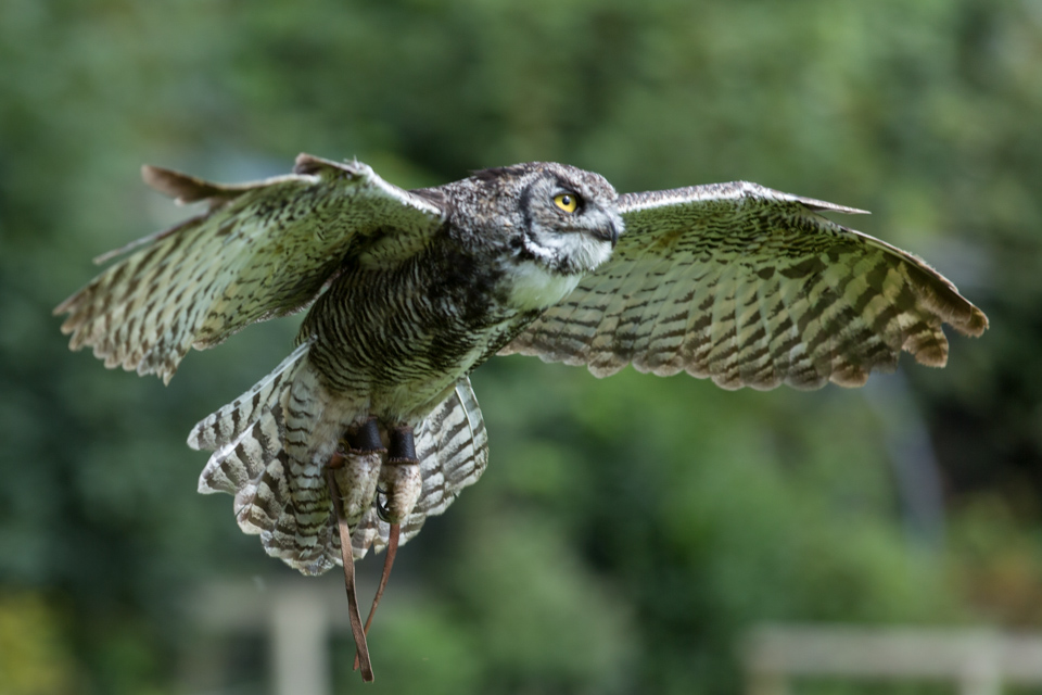 Owl in Flight
