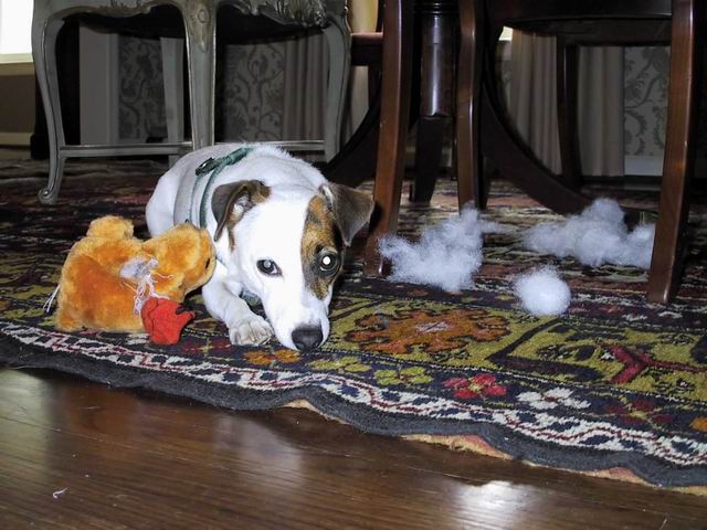 Sweetpea and a toy