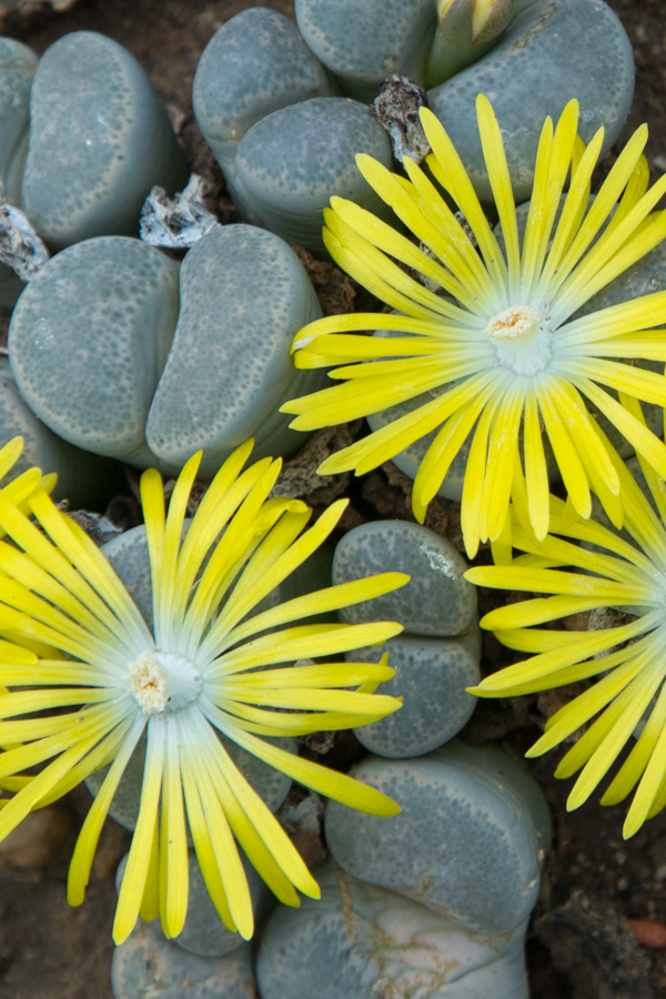 Desert Flower