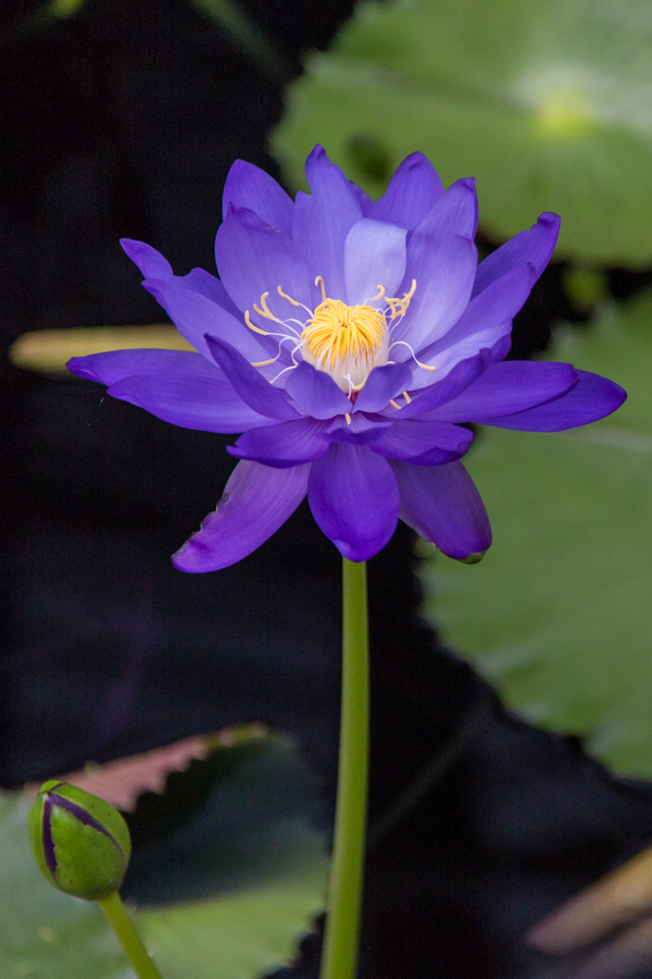 Delicate Flower