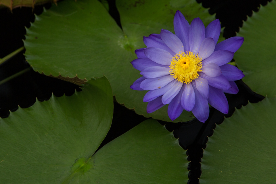 Water Lily