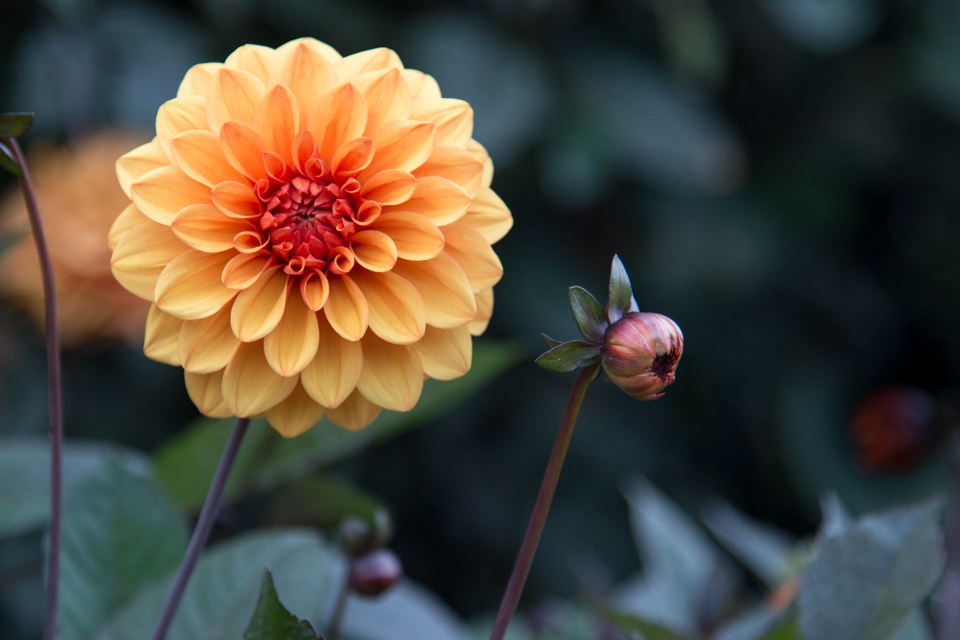 Big Flower