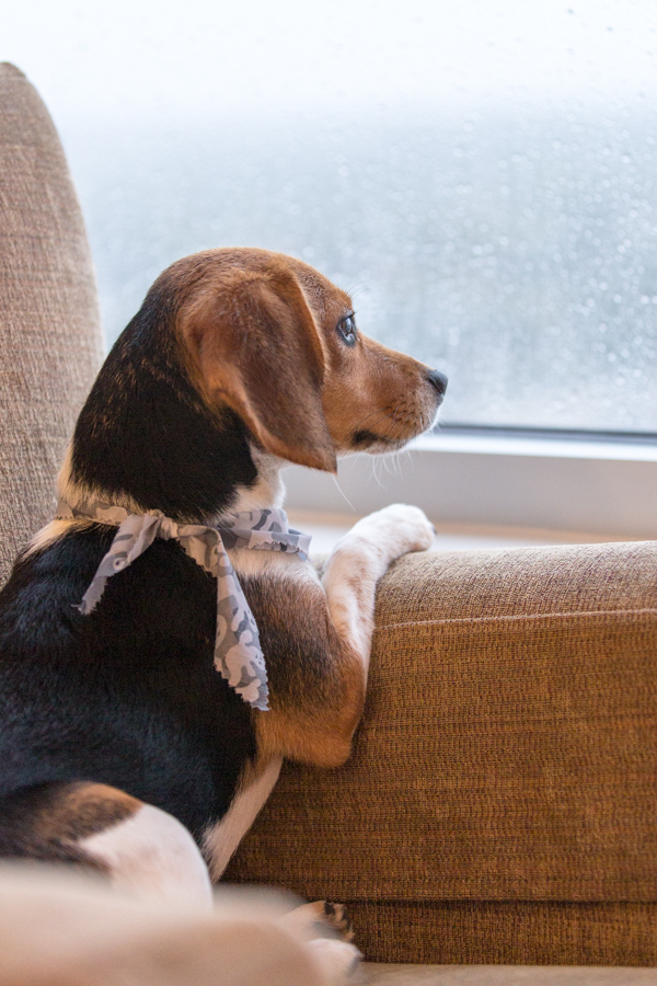 Rainy Day