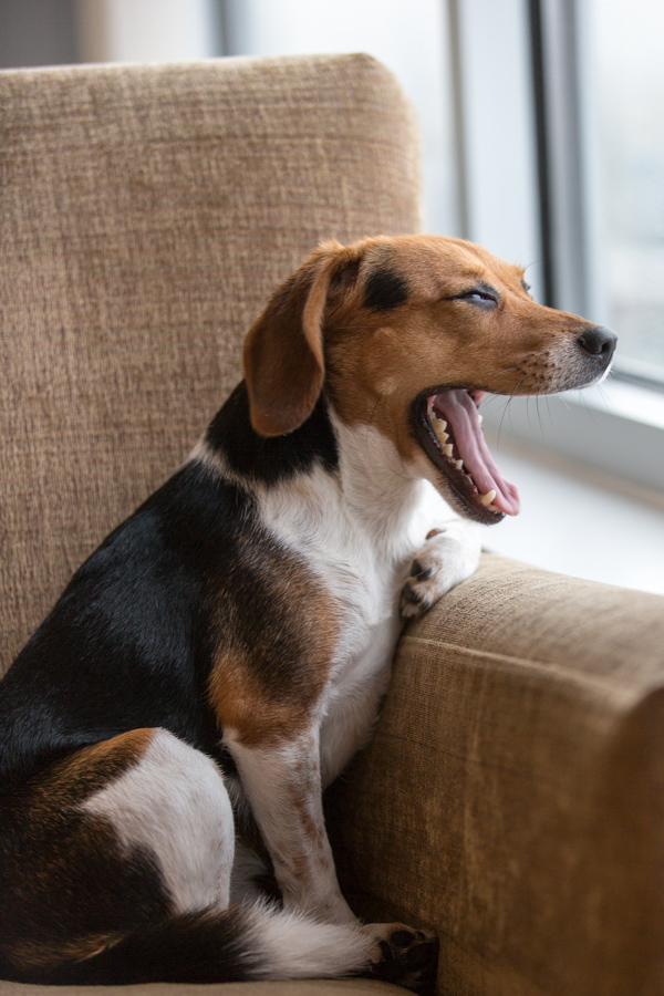 Yawn