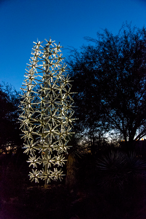 Saguaro in Light
