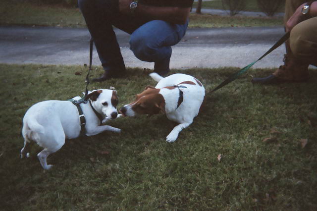 Sweetpea and Rusty Meet