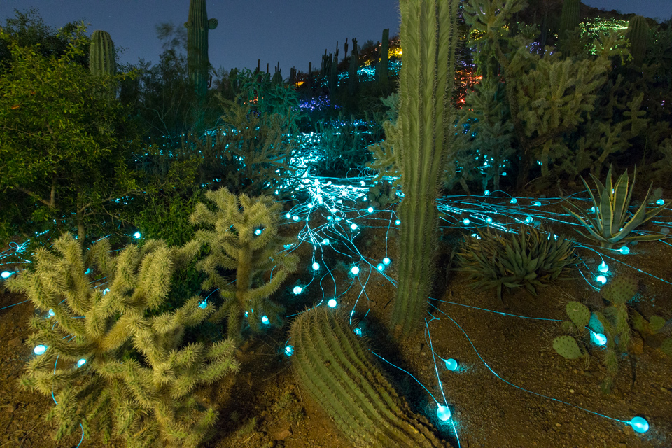 Desert Light