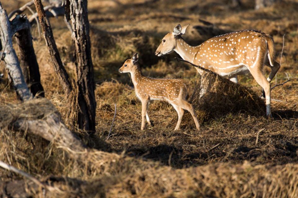 Forest Fawn