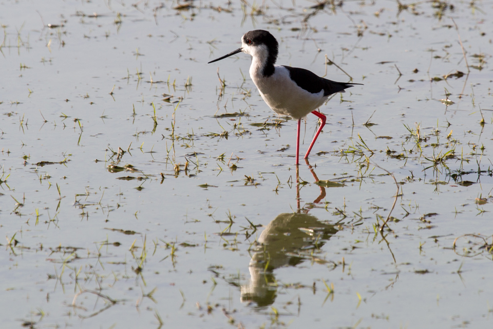 Red Legs