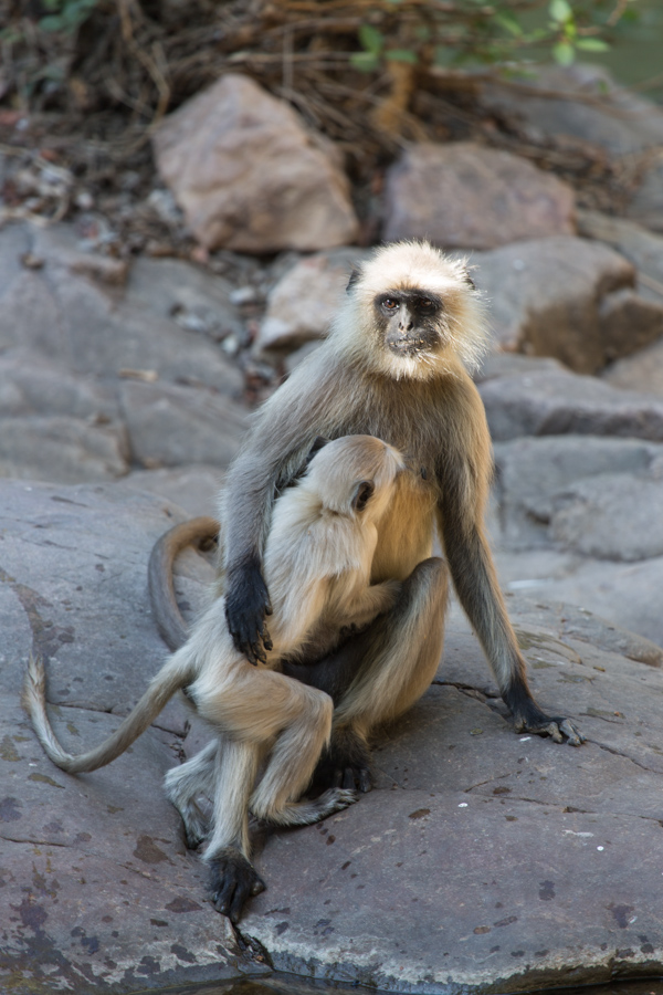 Little Monkey