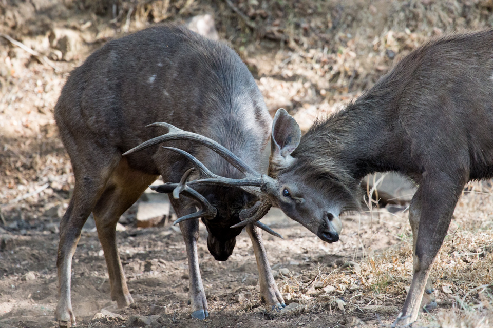 Locked Horns