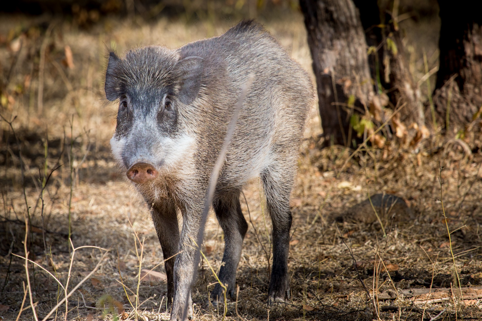 Wild Boar