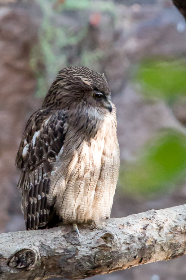 India Owl