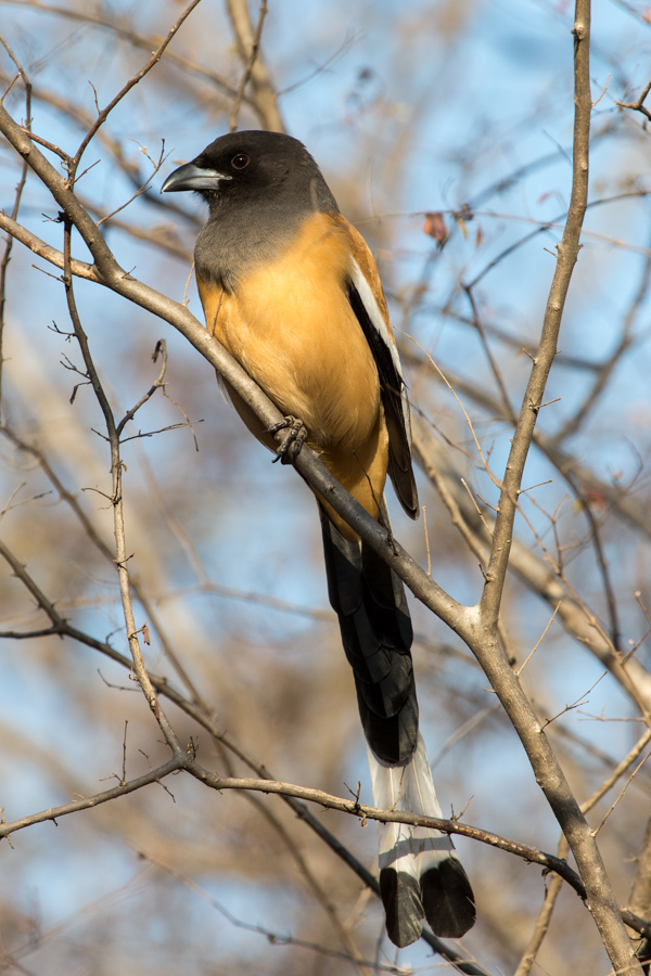 Long Tail