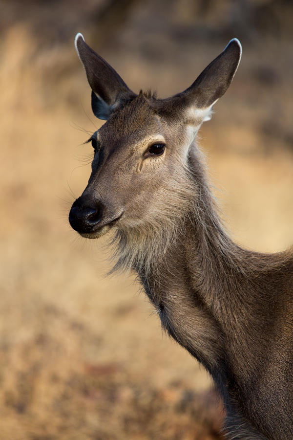 Doe Eyes