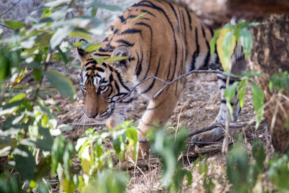 Stalking Tiger