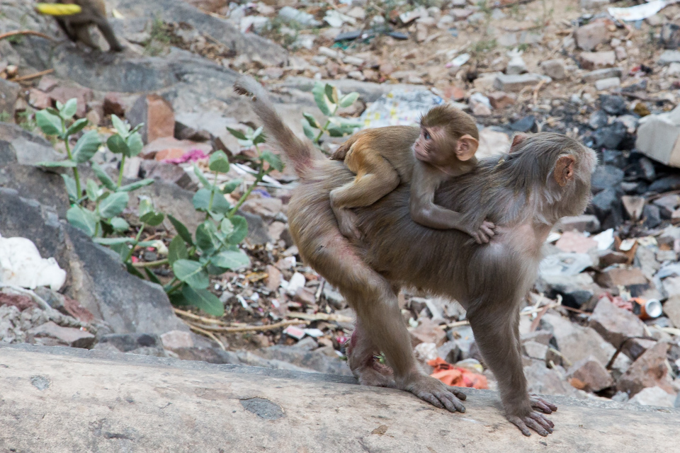 Hitching a Ride