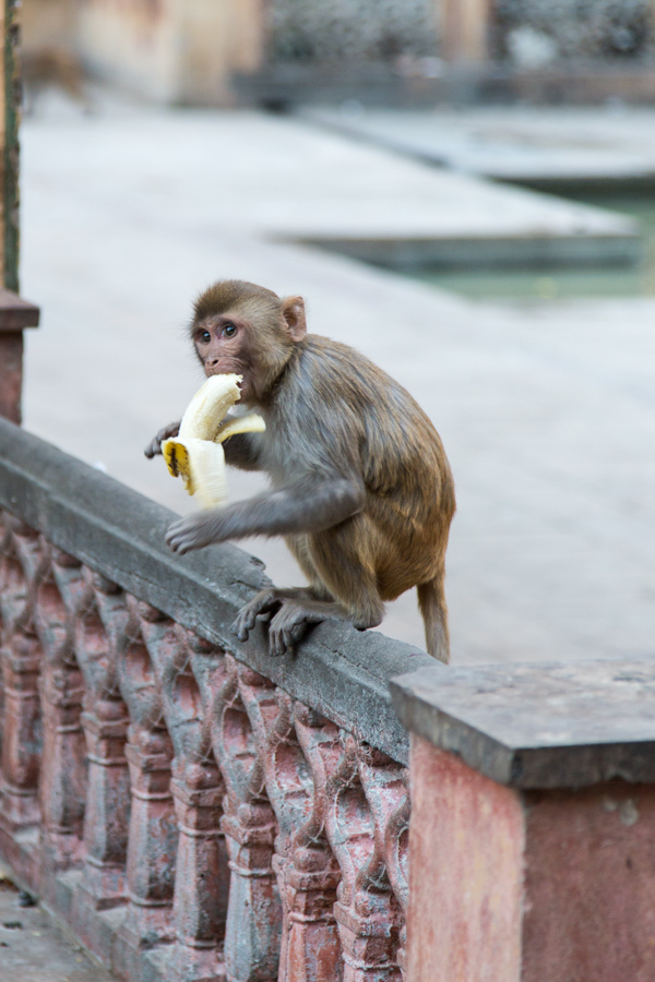 A Banana Break