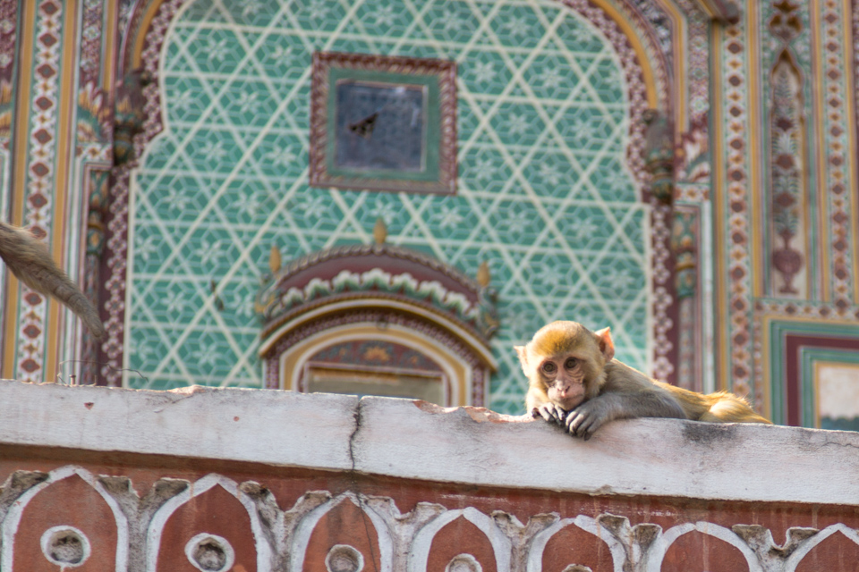 Watching the Market