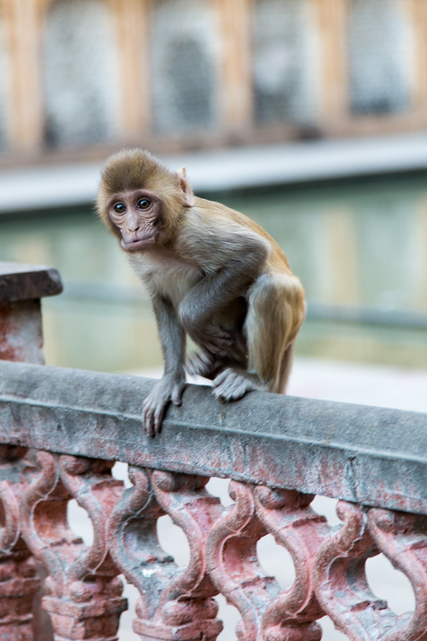 Curious Monkey