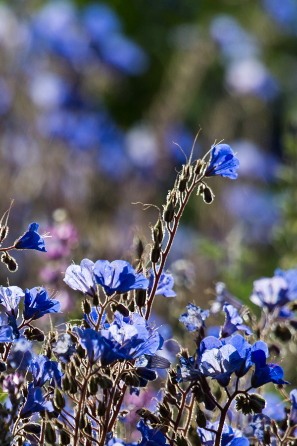 Blue Field