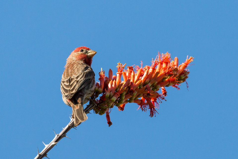 Dining on Ocotillo  
