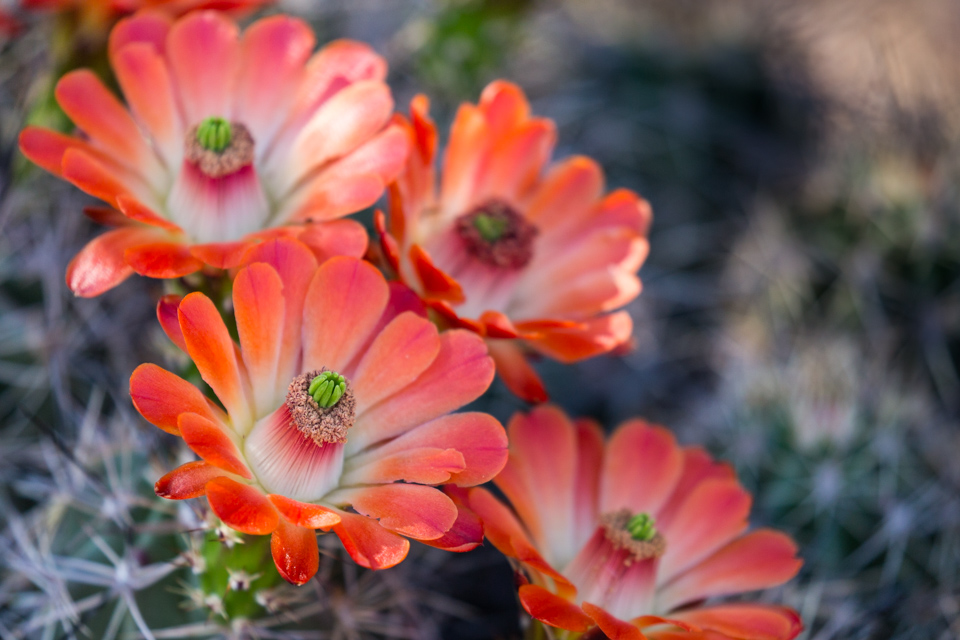 Soft and Spiny