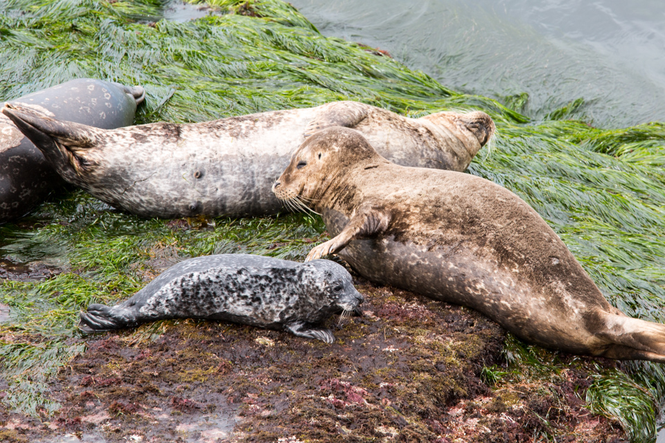 Protective Mother