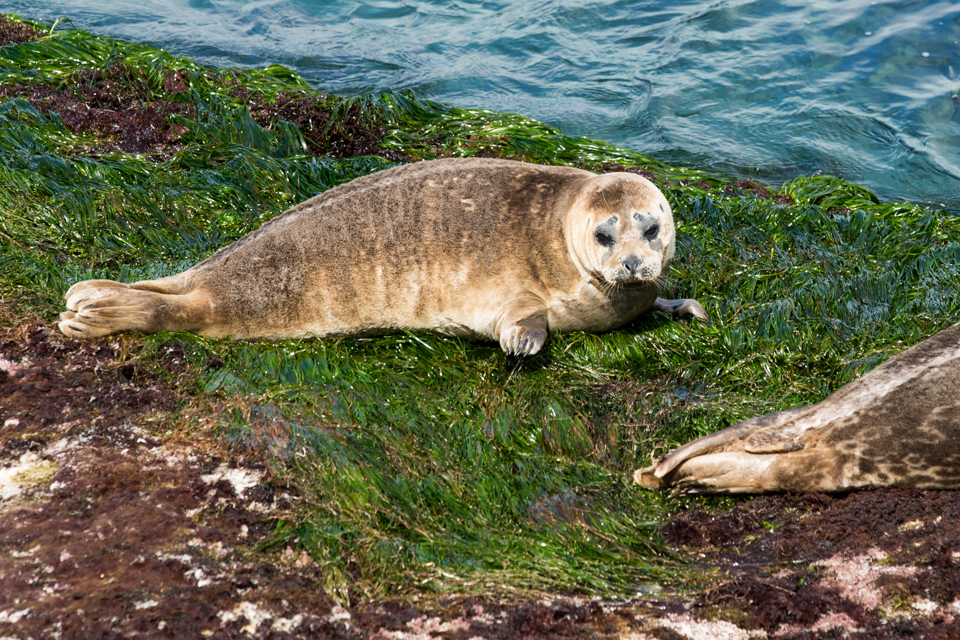 Seaweed Bed