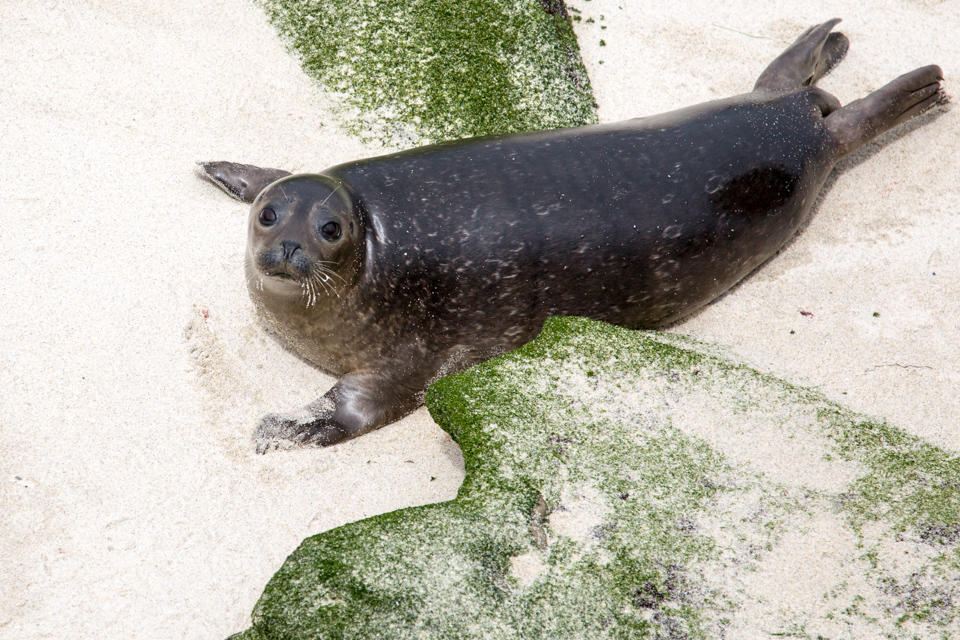 Small Seal