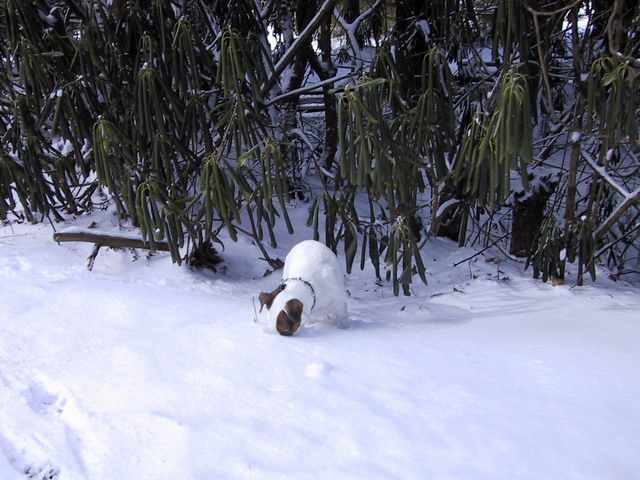 Is there a Mouse in There?