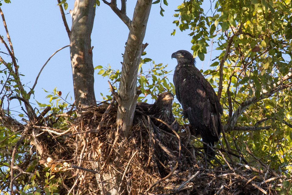Eagle Nest