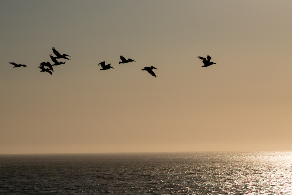 In Flight