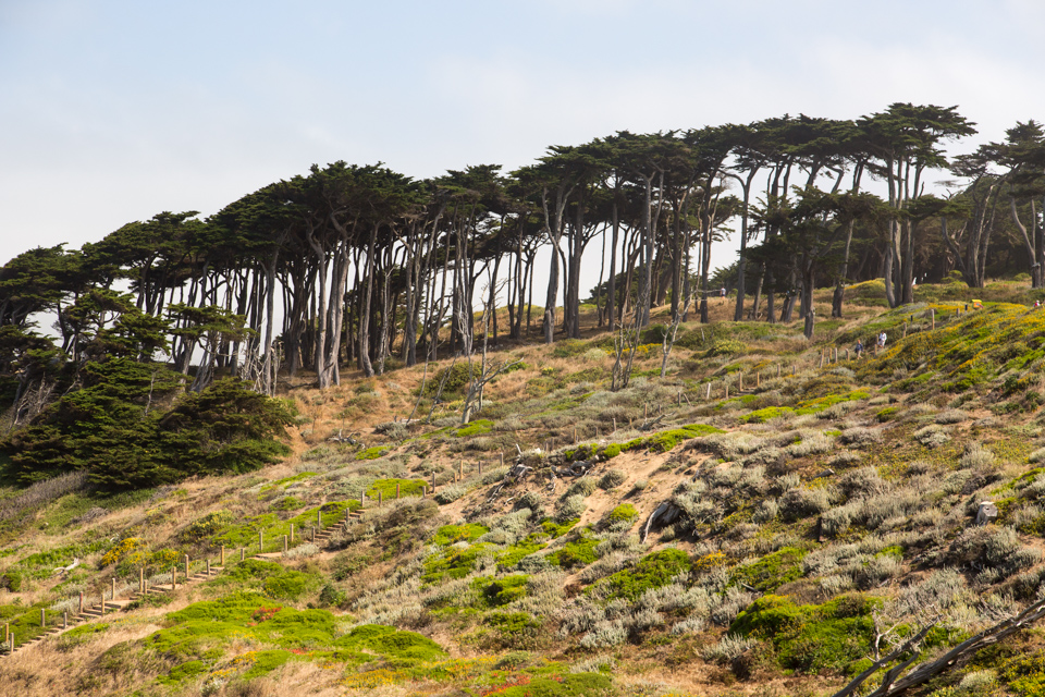 Ocean Trees