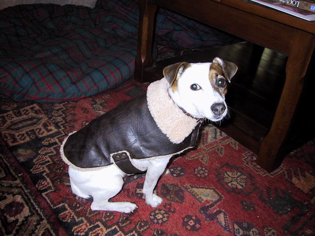 I Can't Believe You Make Me Wear This