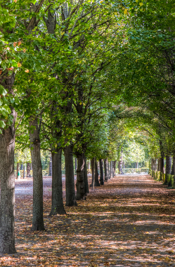 Tree Tunnel