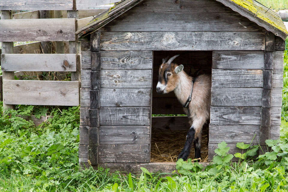 Goat House