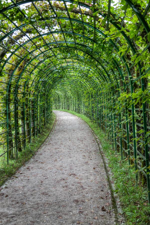 Trellis 