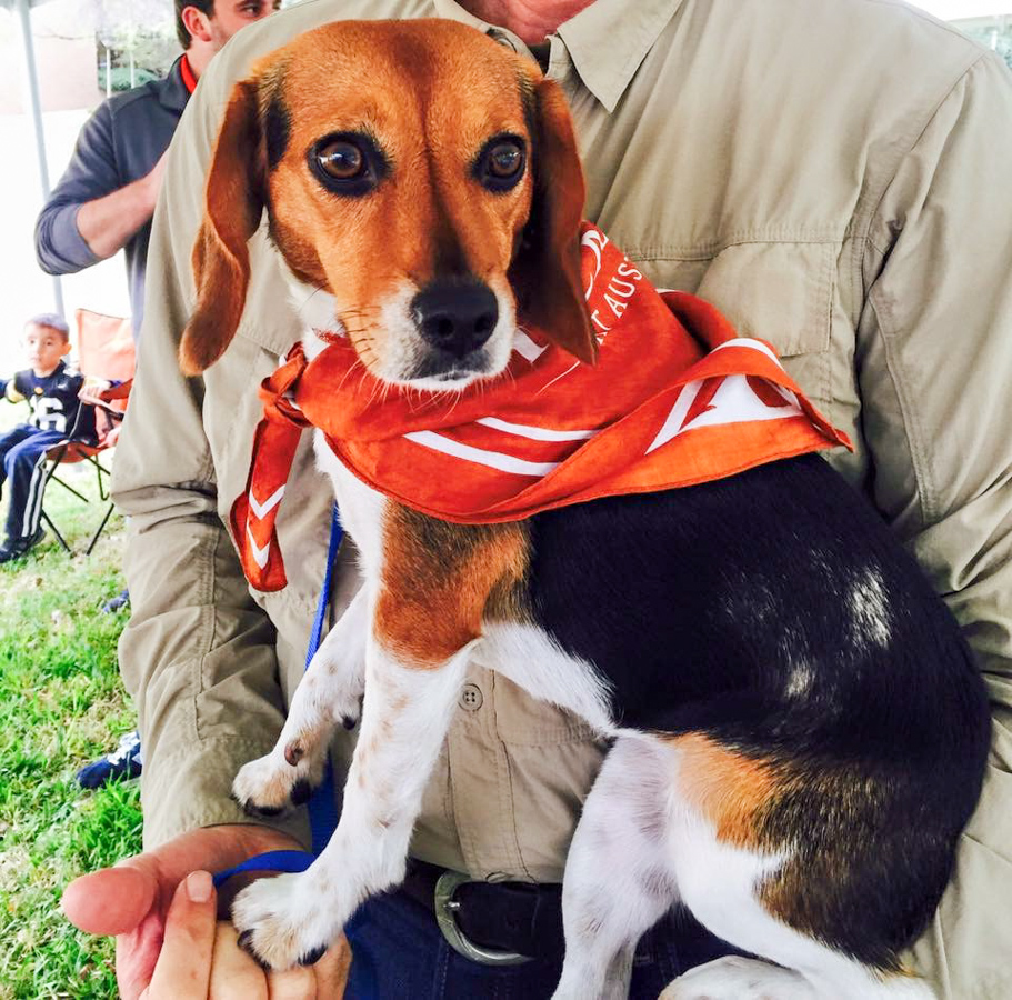 Longhorn Pup