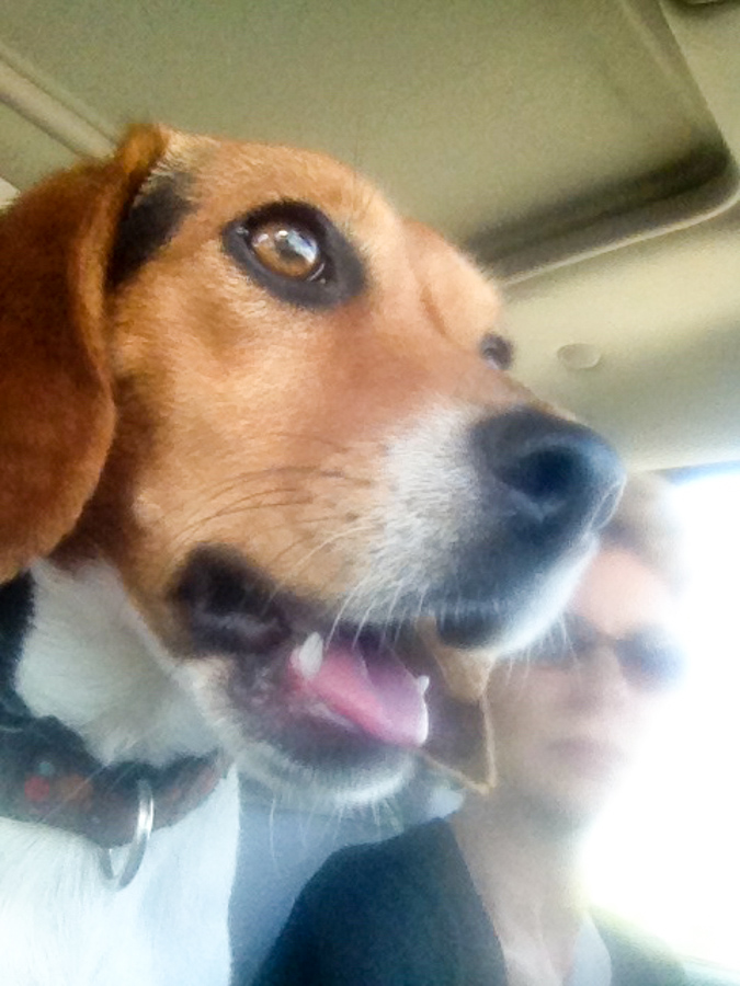 Pup Selfie