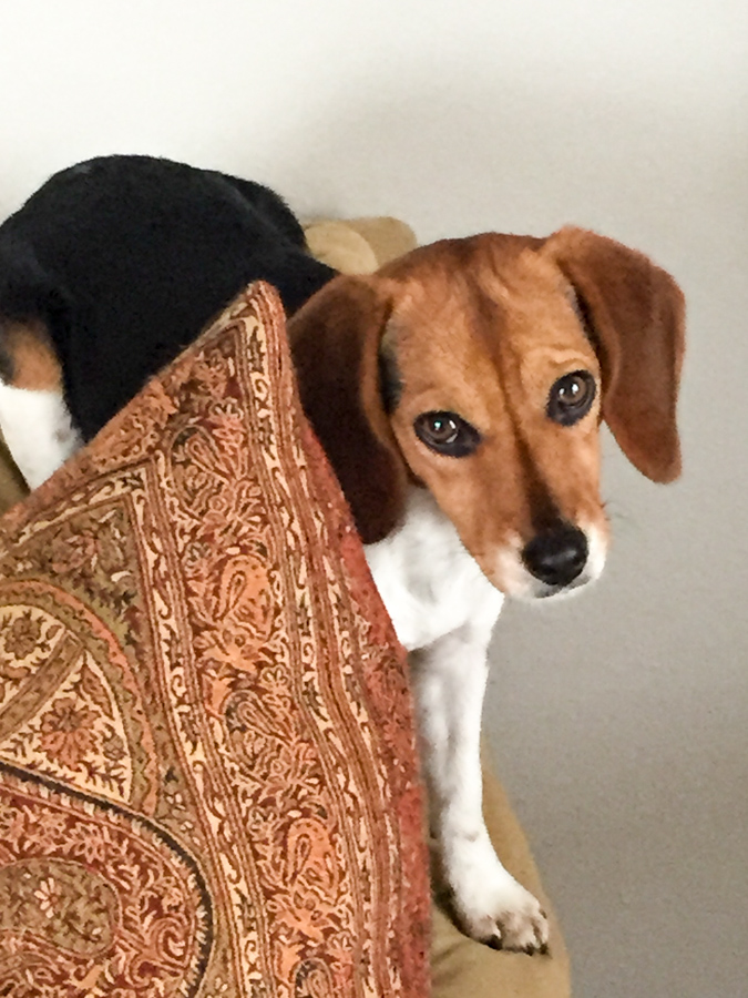 Climbing the Sofa